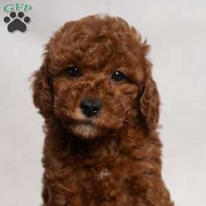 Jo, Cavapoo Puppy